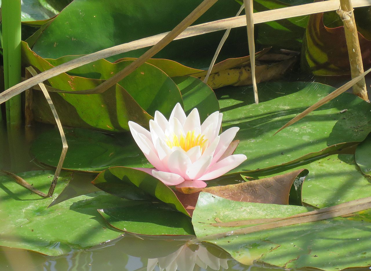  Water Lily 
